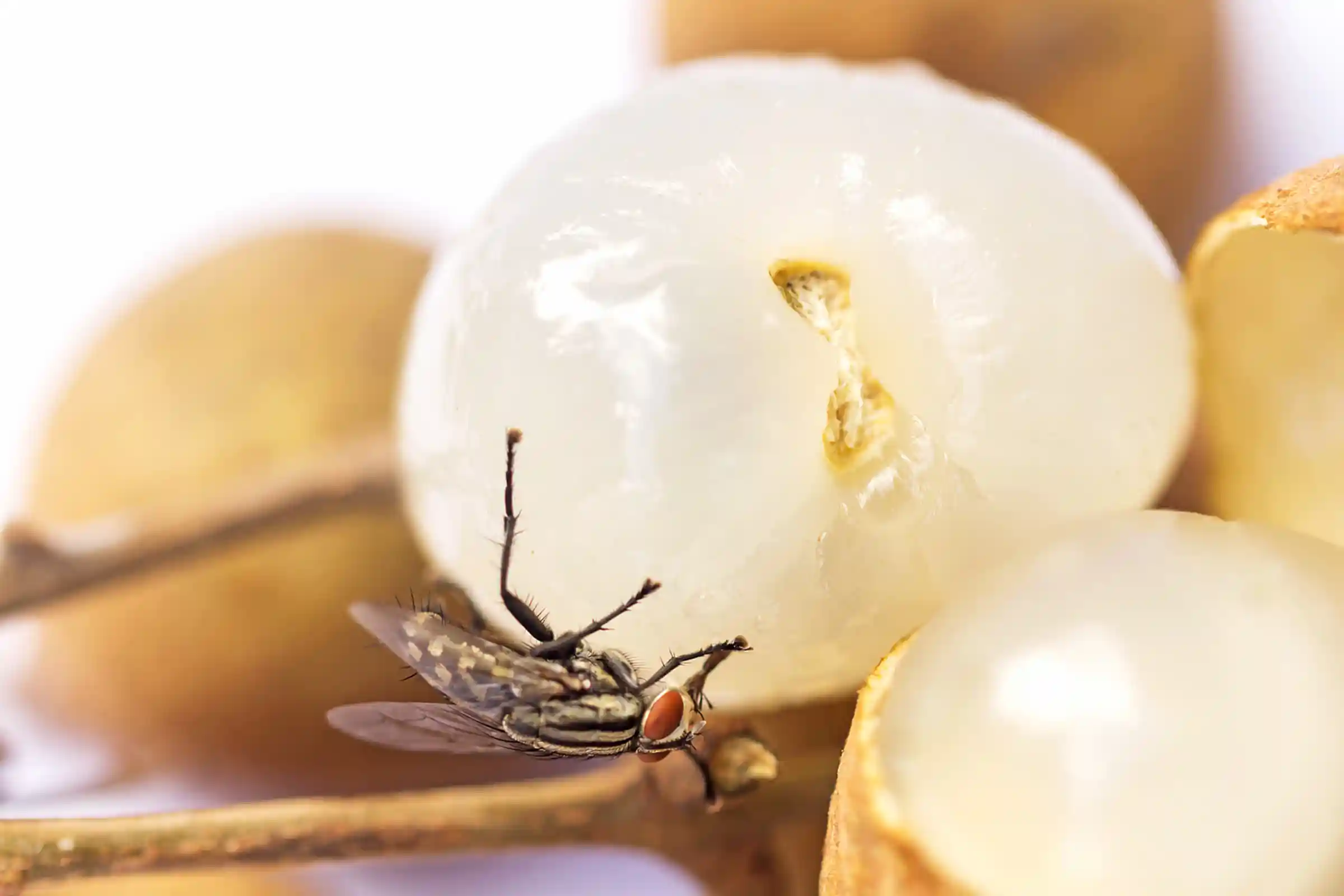 Professional fruit fly removal in Ottawa for homes with recurring infestations