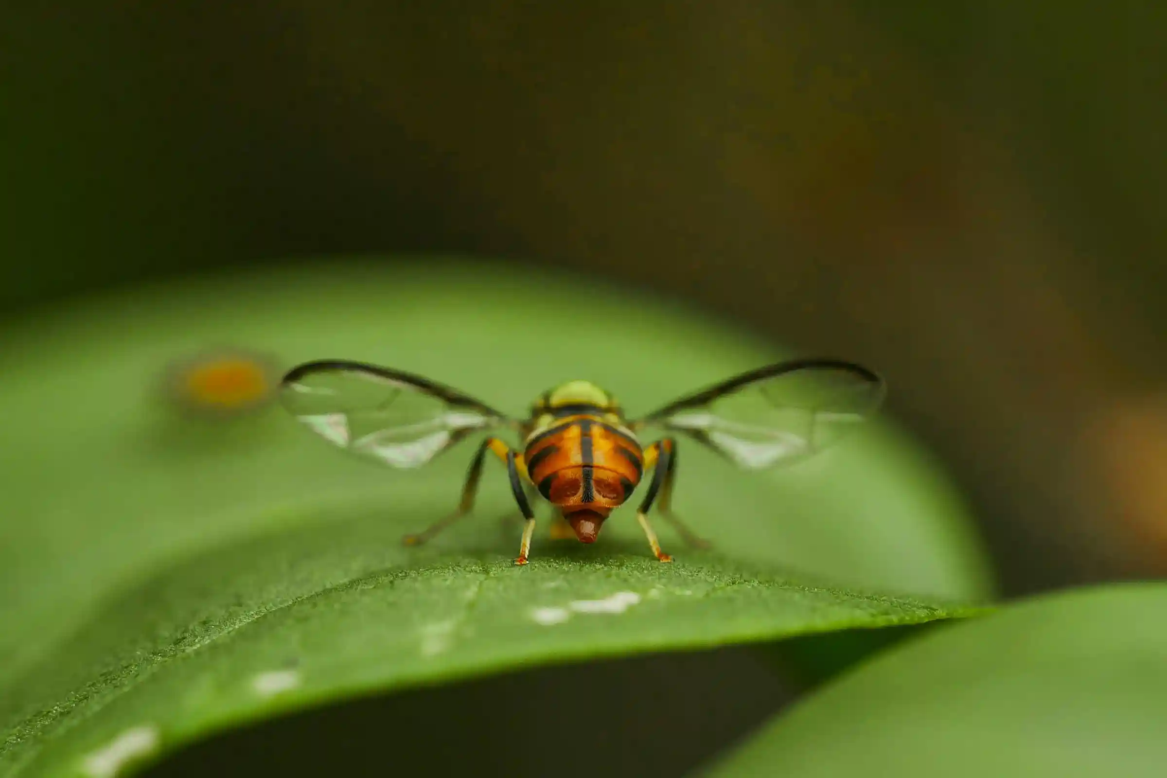 pest profile Carpenter bee
