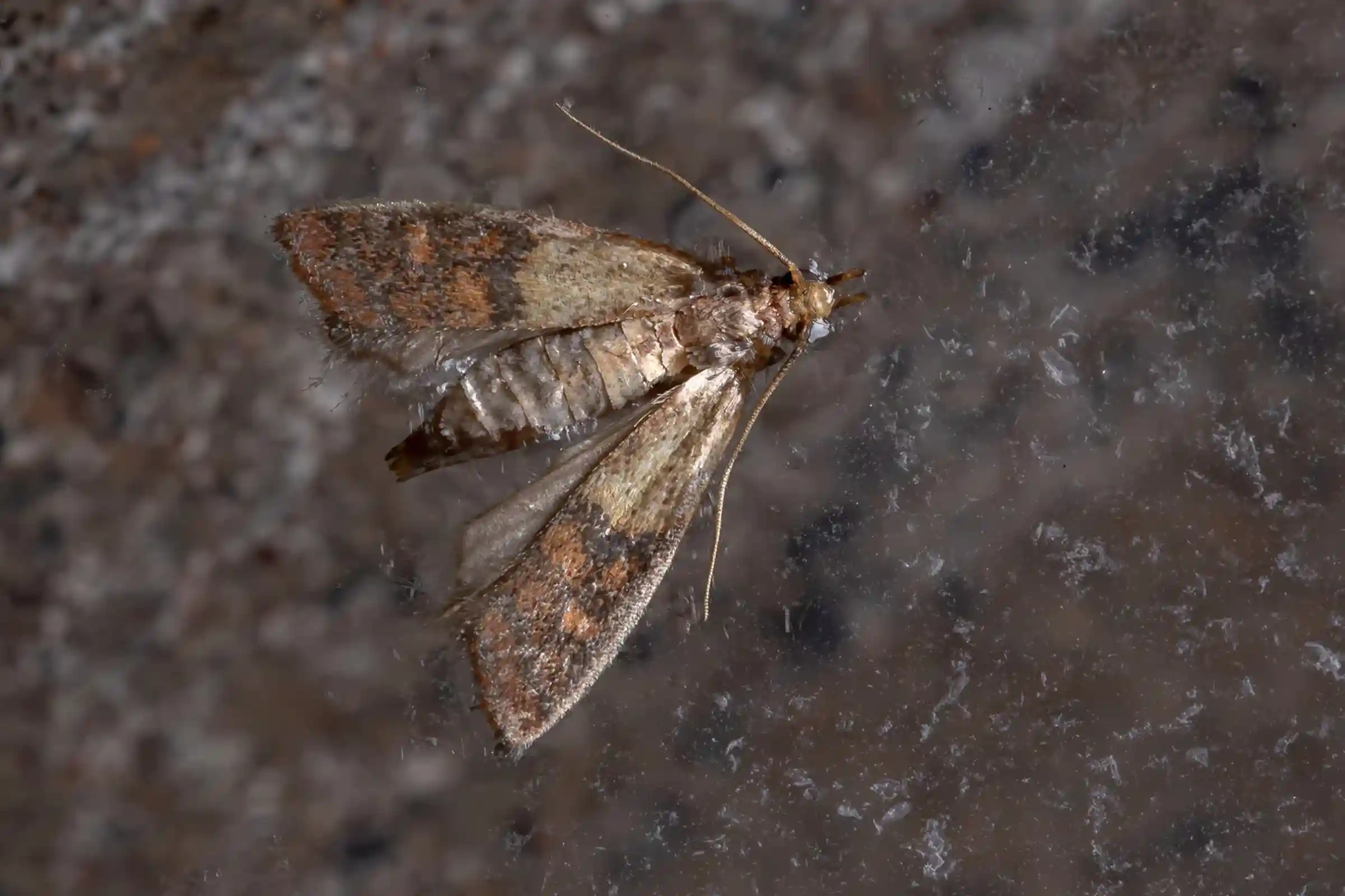 Indian meal moth removal in Ottawa protecting pantries and stored food products