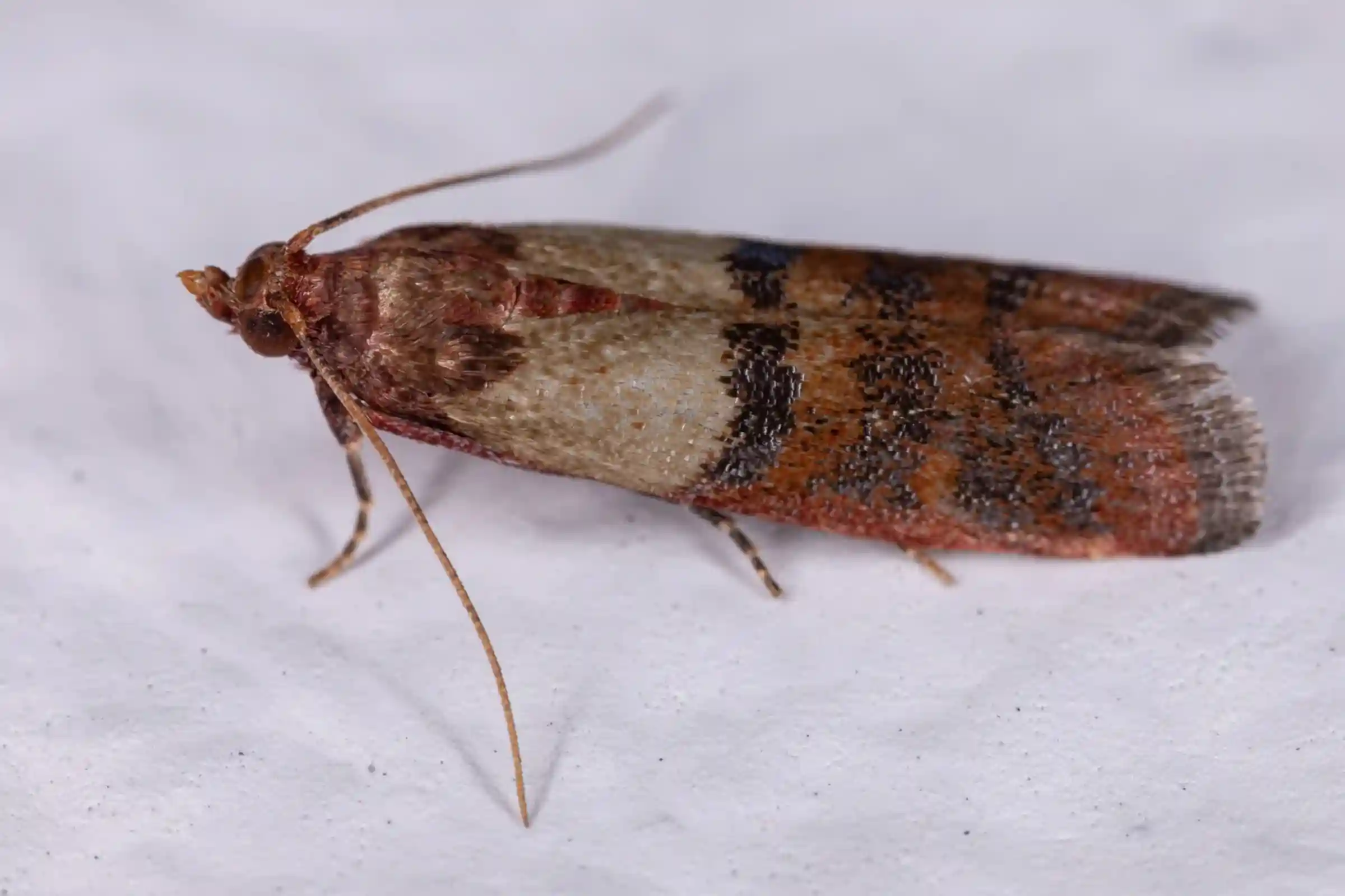 Professional Indian meal moth removal in Ottawa for kitchens and food storage areas