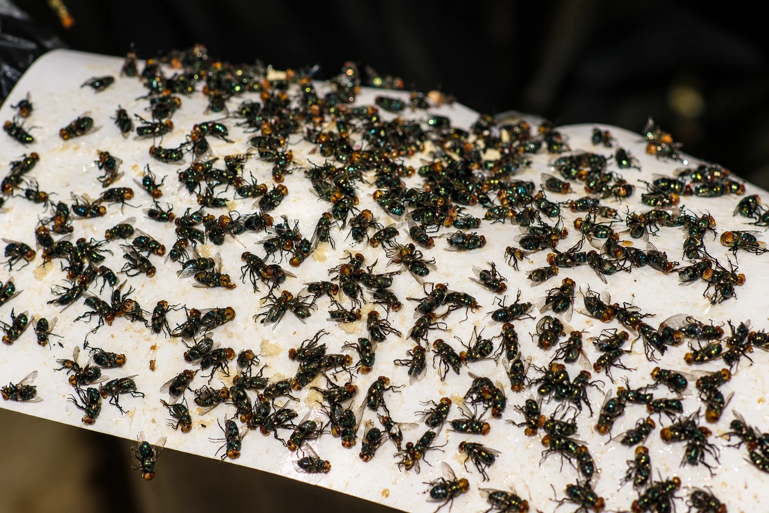 Professional bottle fly removal in Ottawa for homes with persistent fly infestations