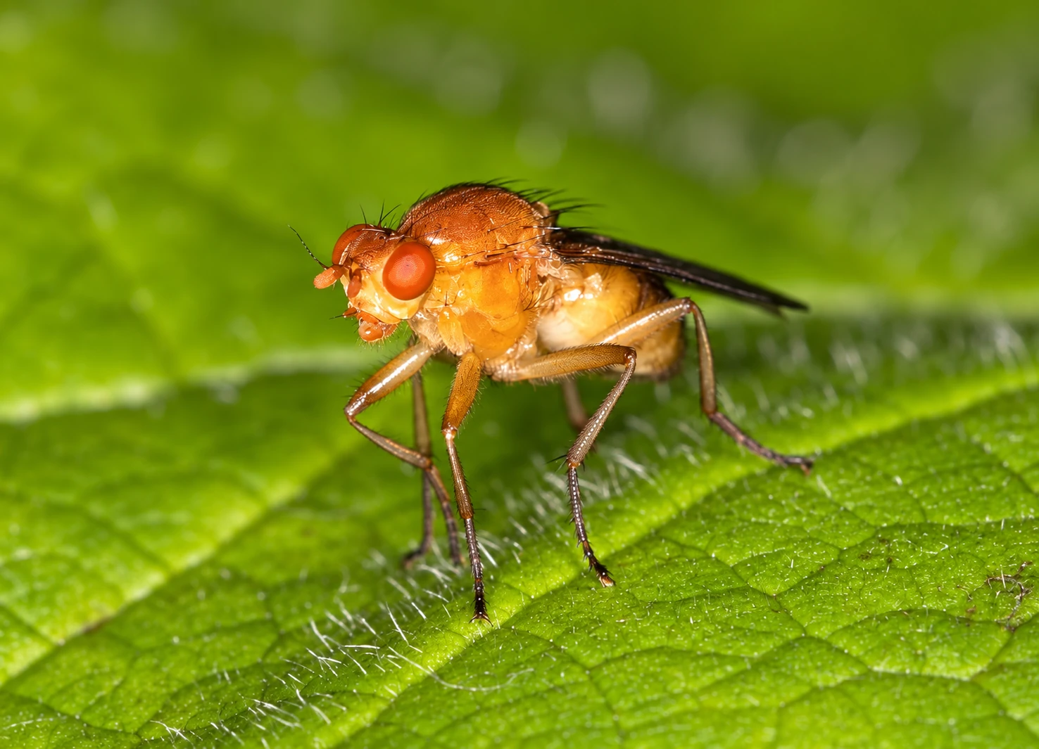 Fruit fly removal in Ottawa eliminating breeding areas in kitchens and businesses