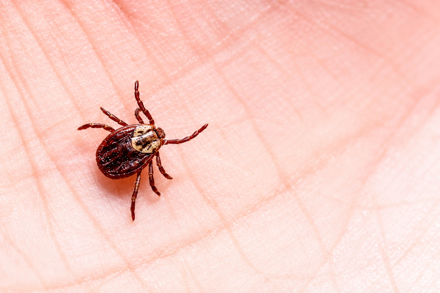 Reliable tick removal in Ottawa reducing the risk of tick related health concerns