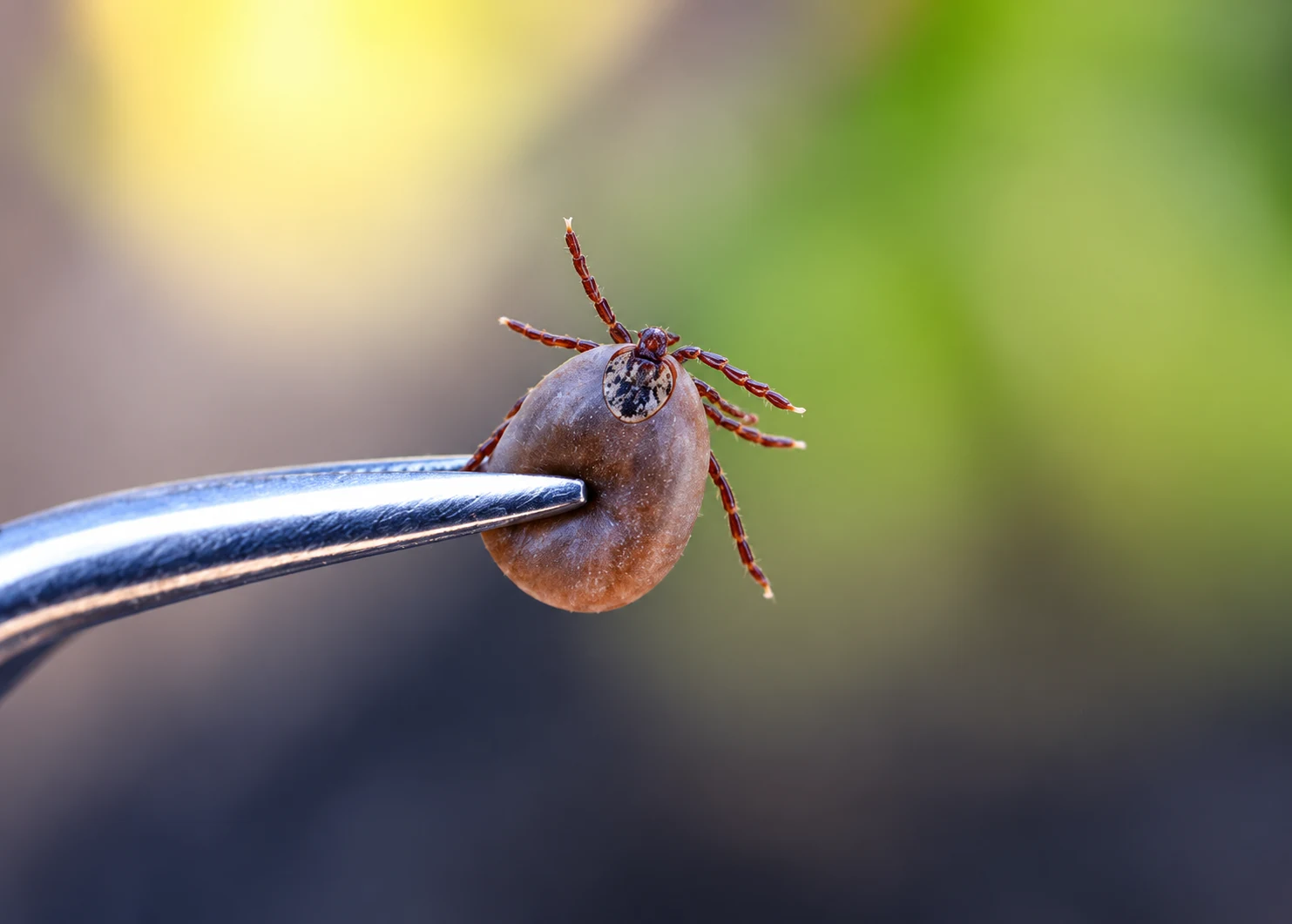 Professional tick removal in Ottawa for yards gardens and recreational areas
