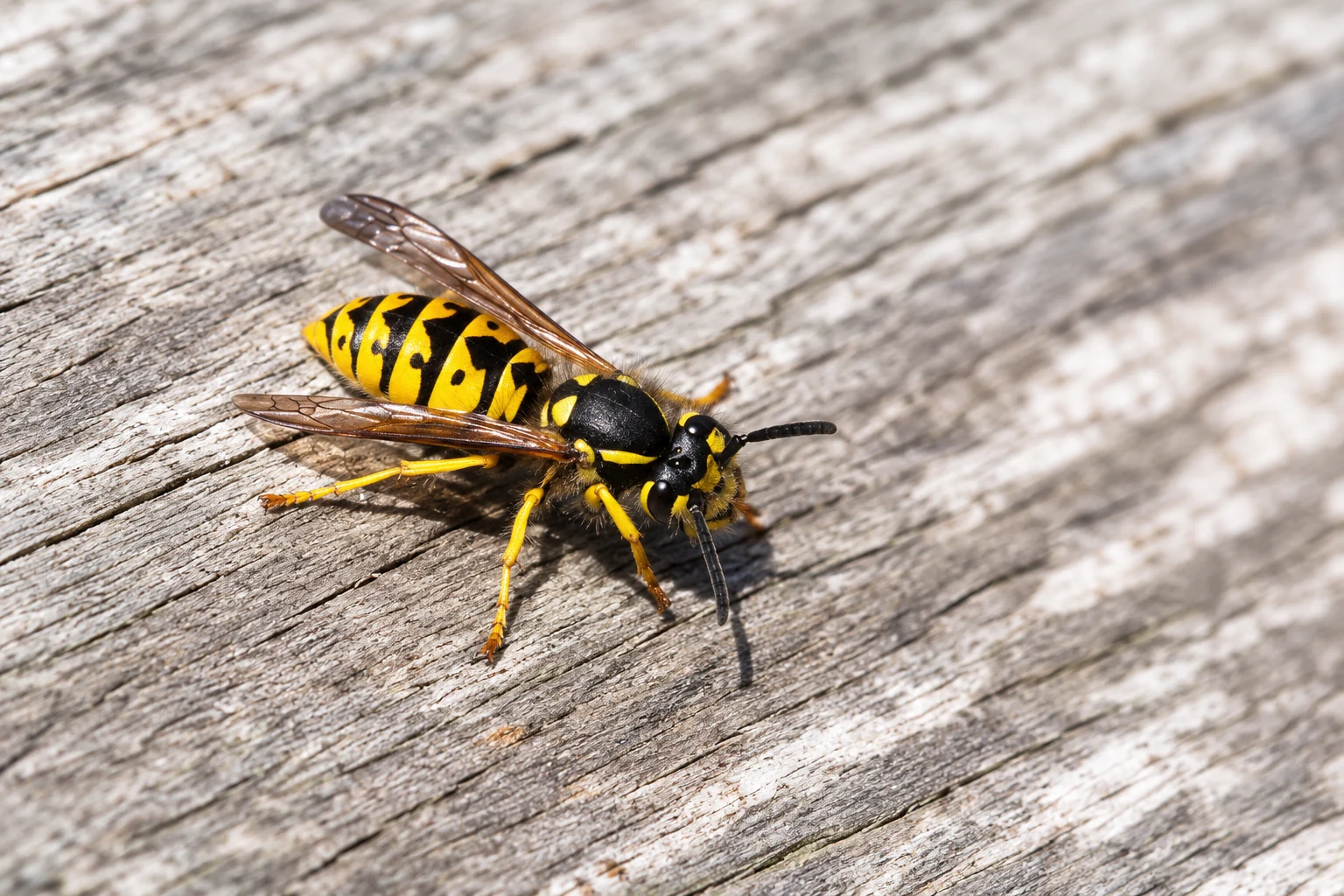 Wasp Removal Ottawa
